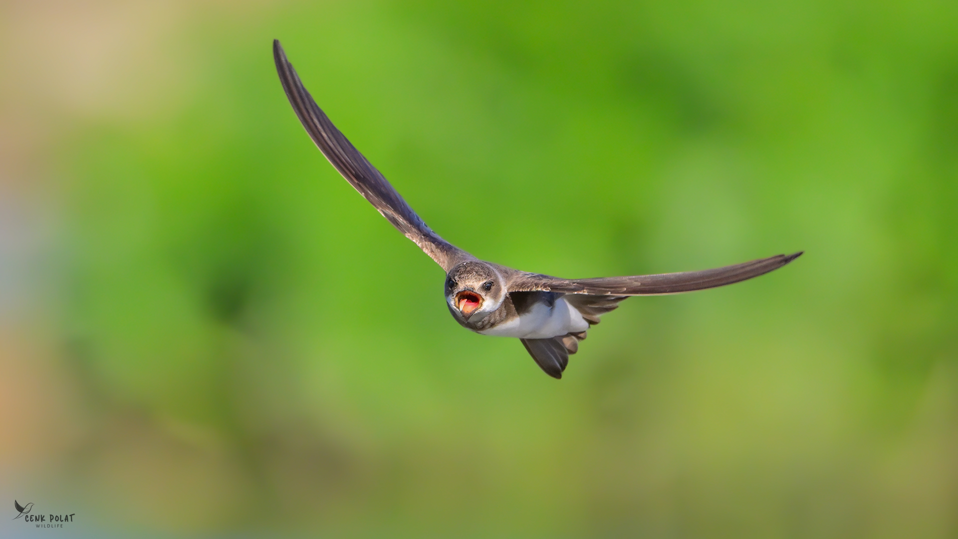 Bank Swallow